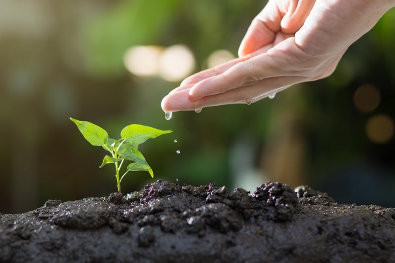 Eco-Friendly Planting