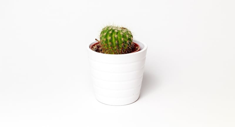 Tin Can Planters